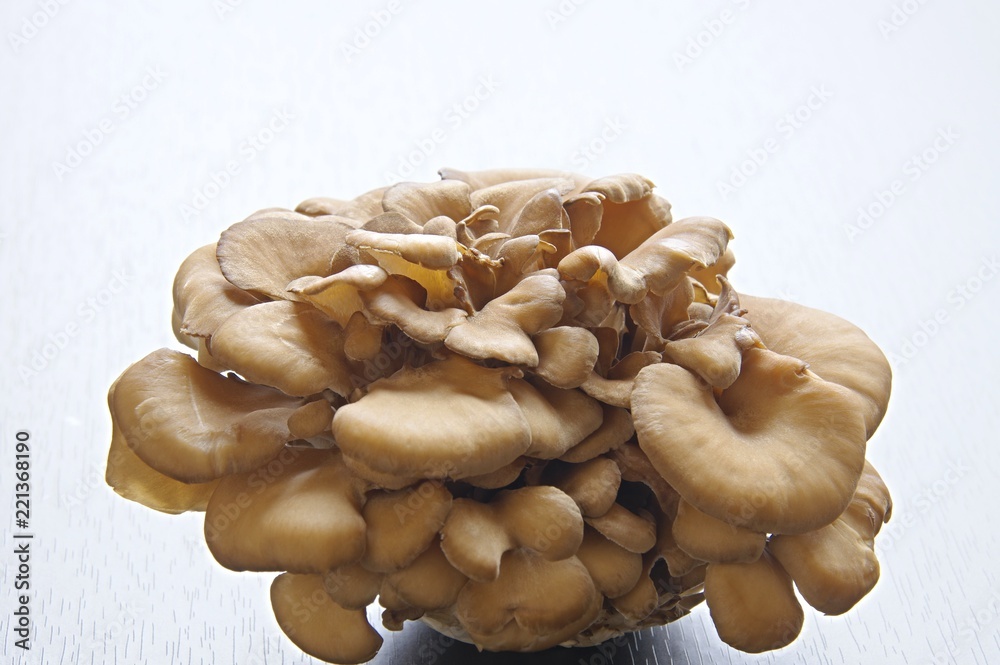 舞茸 マイタケ Maitake mushroom Stock Photo  Adobe Stock