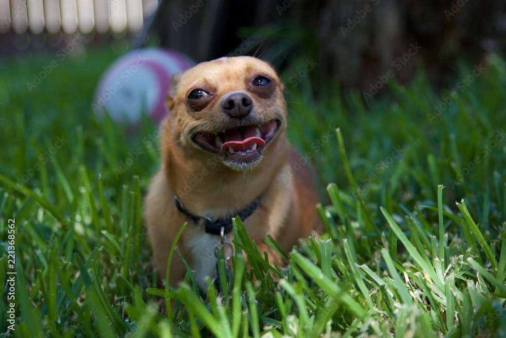 Laughing Dog Laying On Grass 