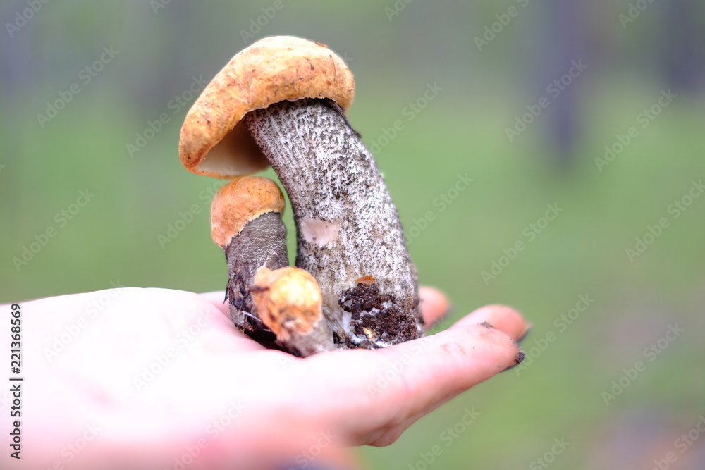 Mushroom Moss (Xerócomus)