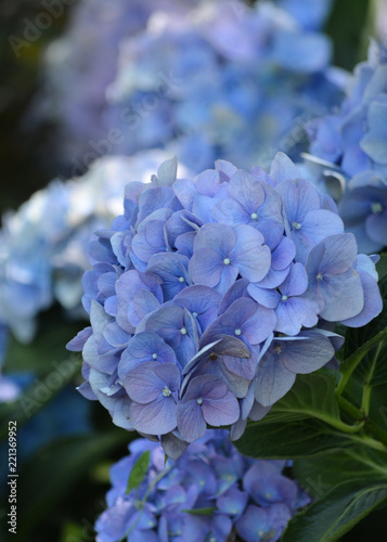 Beautiful Blue Hydrangea large depth of field