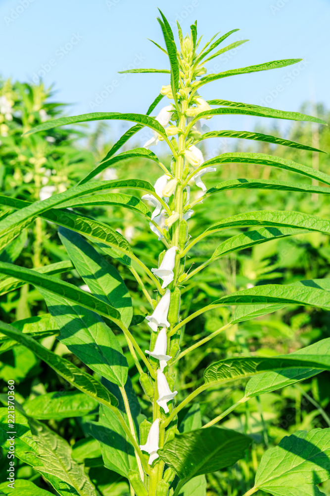 Fototapeta premium Sesame crops growing in green farmland