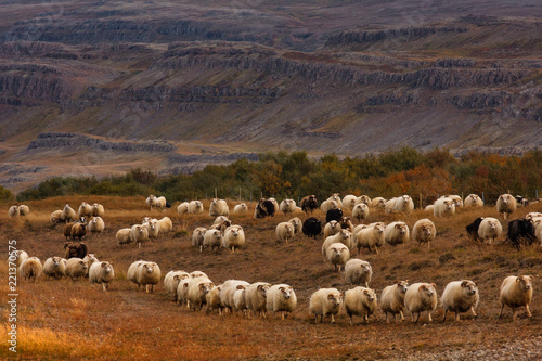 Sheep run./ Sheep roundup in Iceland