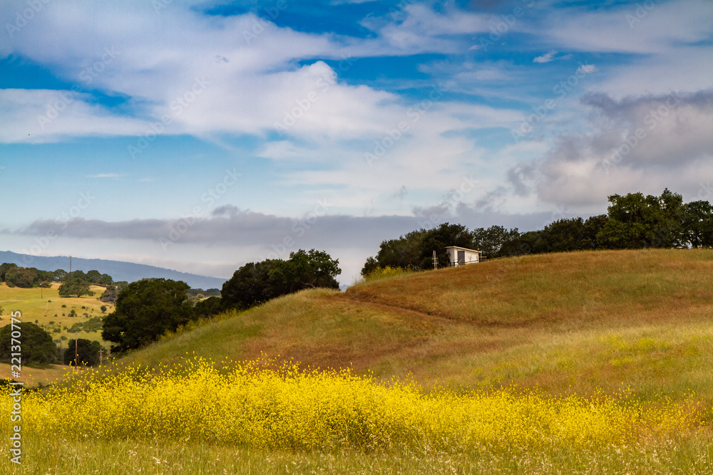 A California Landscape of Rolling Golden Hills and Mustard Weed