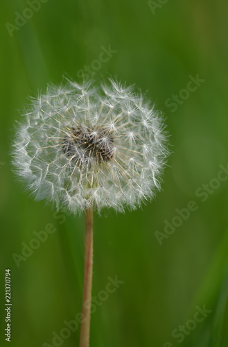 Dandelion past bloom against green background strong depth of field