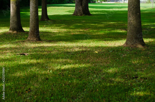 Tree trunks on grass in a shady park