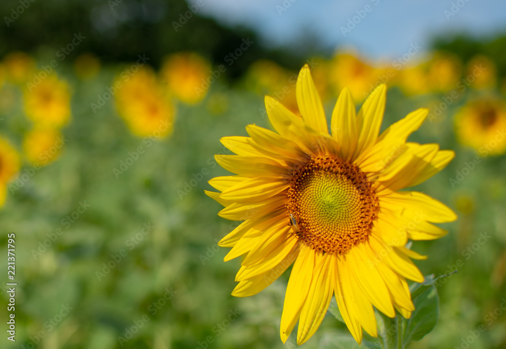 Sunflower blooming in a field
