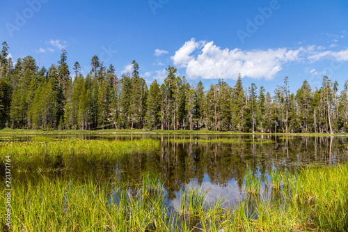 Trees Reflected in a Pond, Yosemite National Park, California