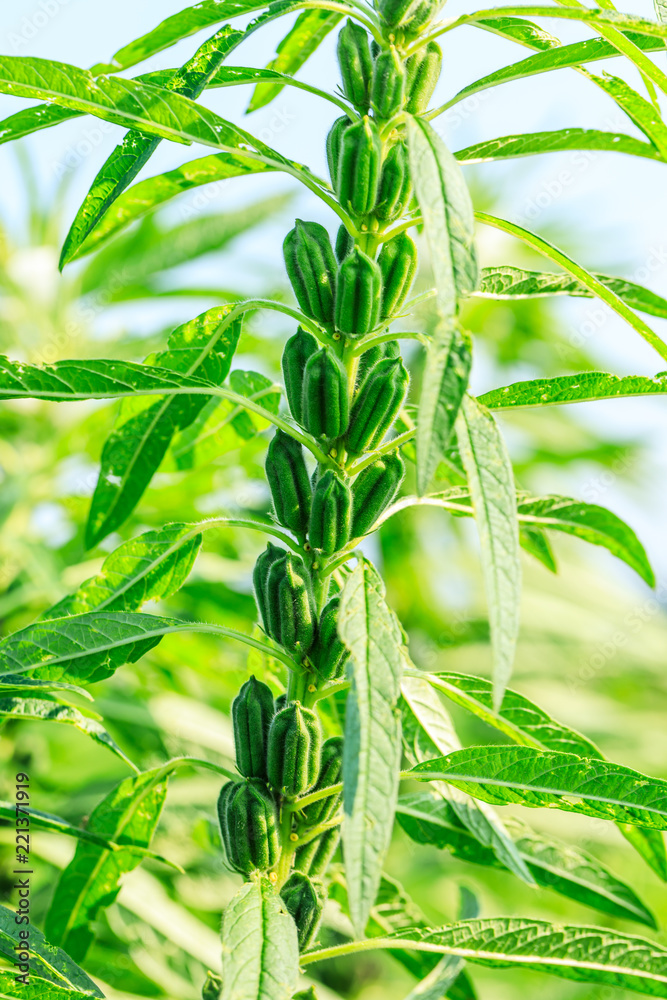 Sesame crops growing in green farmland Sesame crops growing in green farmland