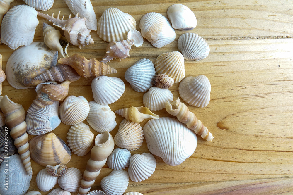 Beach seashell isolated on a wooden background.