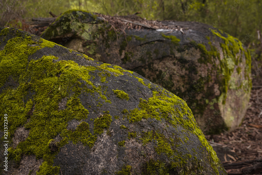Beautiful scenery of Australian Forest with shiny moss and ferns natural landscape in Alpine Region with selective focus Beautiful scenery of Australian Forest with shiny moss and ferns natural landscape in Alpine Region with selective focus