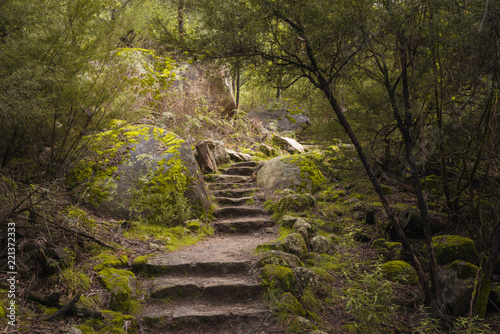 Beautiful scenery of Australian Forest with shiny moss and walking steps  landscape in Alpine Region backlit with sun light