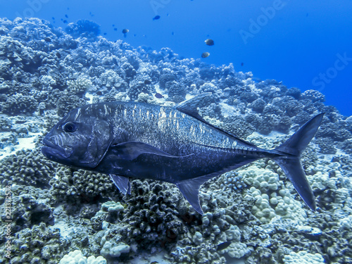 Giant Trevally or Ulua Fish and Reef in Tropical Ocean photo