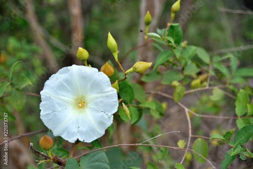Fototapeta Naklejka Na Ścianę i Meble -  white flower in nature on green background.