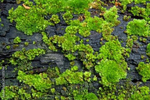green moss texture in nature © Khathawuth