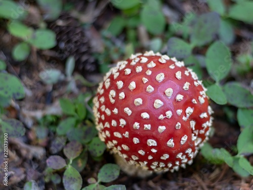 fly agaric in forest in olympic mountains