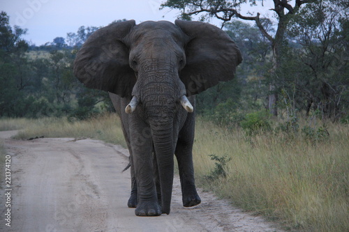 Elefante Africano Kruger Park 