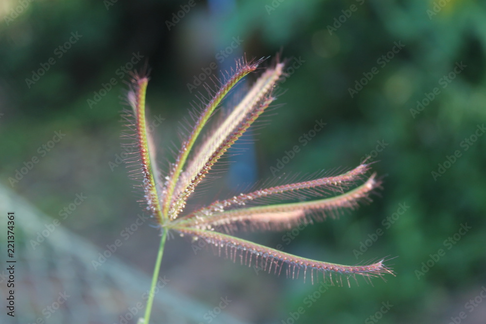 Macro grass flower.