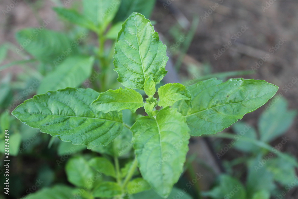 fresh basil leafs growth on local in Thailand.Use for make good smell food. fresh basil leafs growth on local in Thailand.Use for make good smell food.