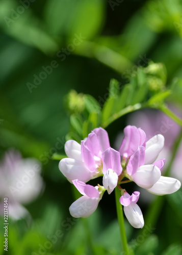 Pink and white flower large depth of field background room for text