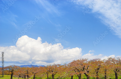 桜 散る 木 空 雲 素材
