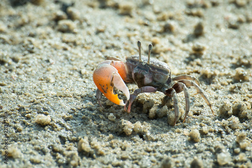 Male fiddle crab eating
