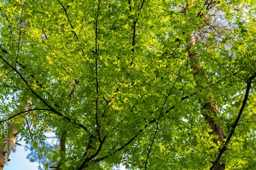 New green leaves on tree branches at spring