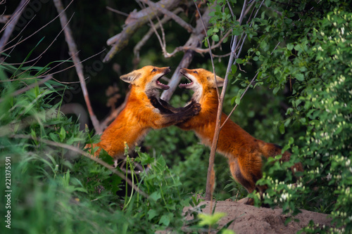 Two Red Fox siblings playing