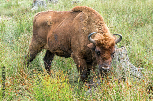 European bison ( Wisent, Zubr) in pasture in summer