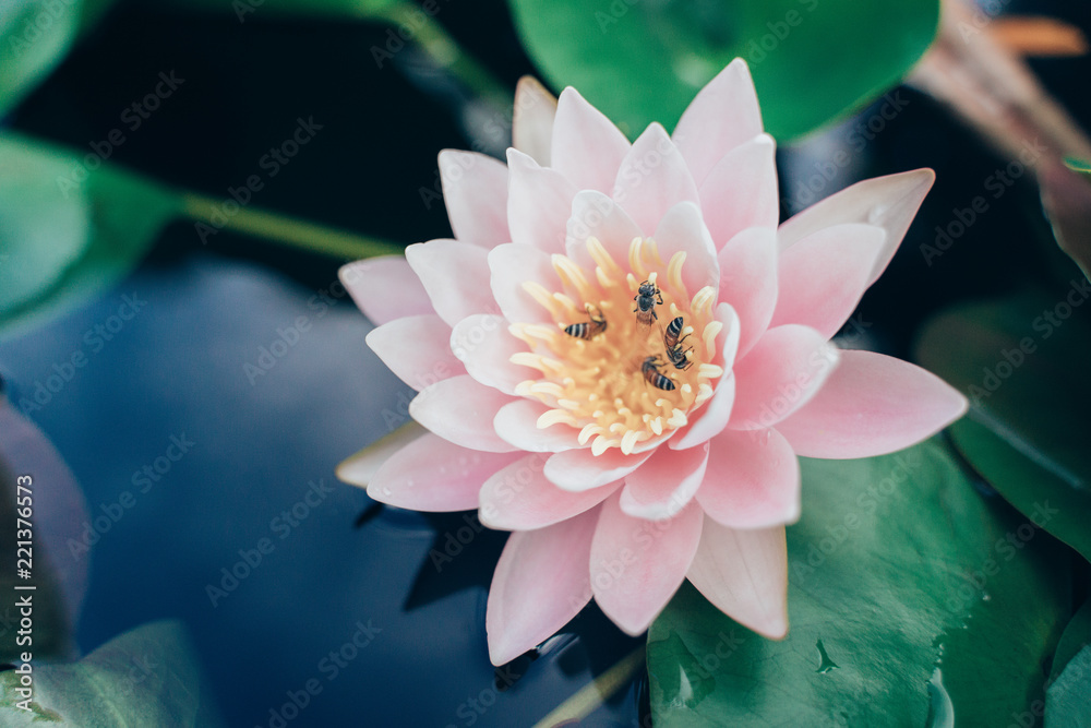 beautiful lotus flower on the water after rain in garden. beautiful lotus flower on the water after rain in garden.