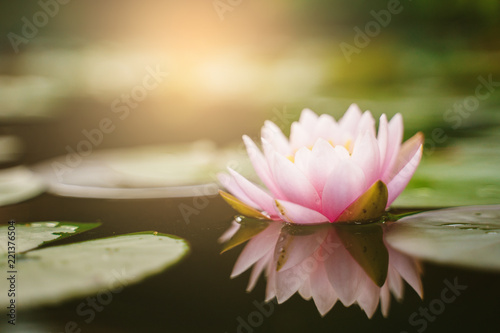 beautiful lotus flower on the water after rain in garden.