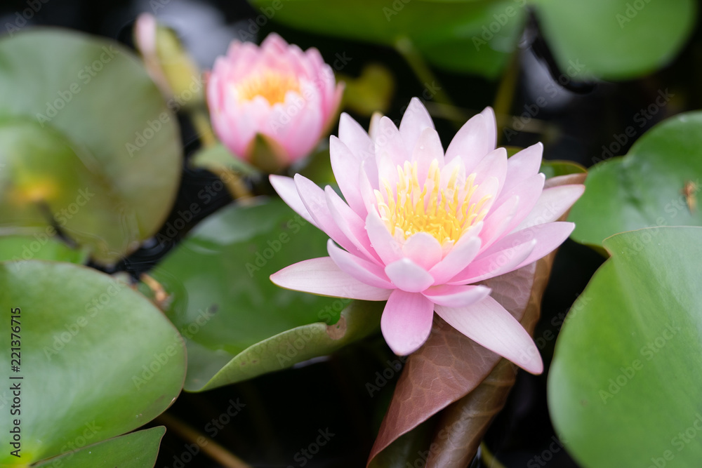 beautiful lotus flower on the water after rain in garden. beautiful lotus flower on the water after rain in garden.