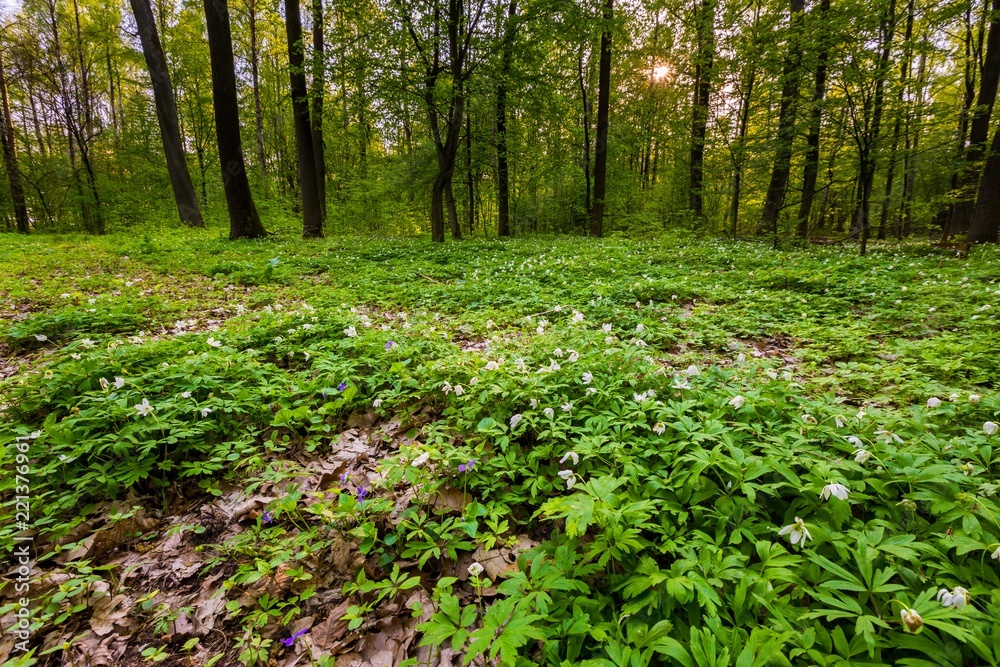 Spring forest landscape with white anemones blooming Spring forest landscape with white anemones blooming