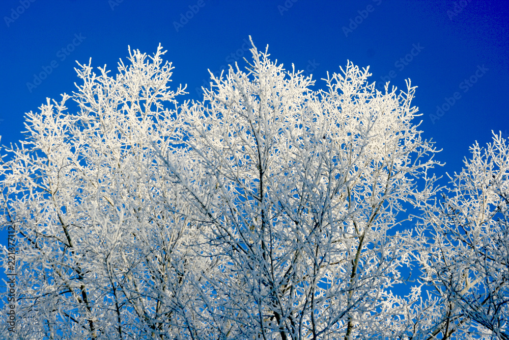White all in the hoarfrost of the top of the trees against the background of a very blue sky in the early morning frosty winter in January.