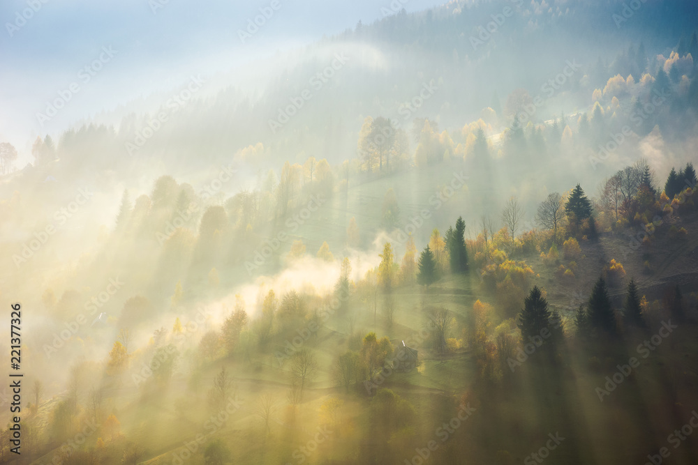 Fototapeta premium beautiful nature scene in fog. bursts of light come through haze among the trees down the hill. wonderful autumn atmosphere