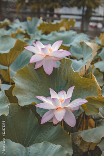 Lotus in full bloom in the pond