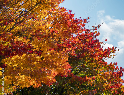 北海道札幌市内の紅葉