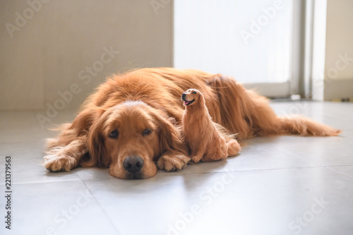 Golden retriever and its own model