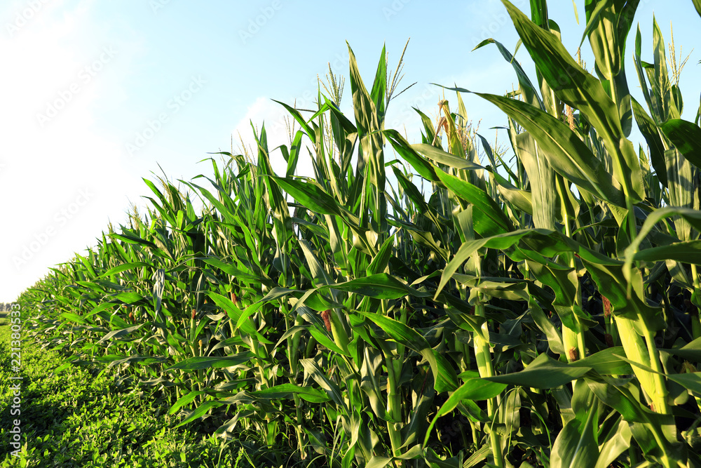 The corn in the field