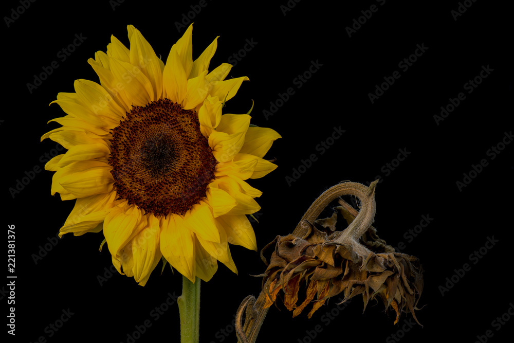 Naklejka premium The young and the old - two sunflowers one old and wrinkled and one young and radiant