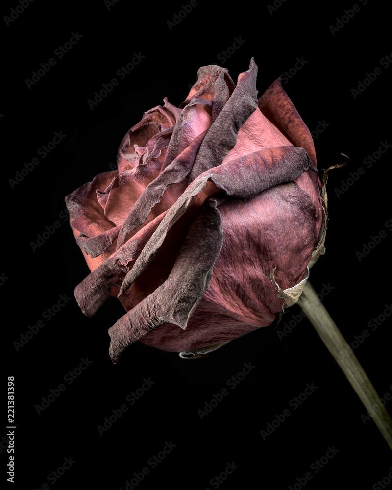 Dead rose on black background Stock Photo | Adobe Stock