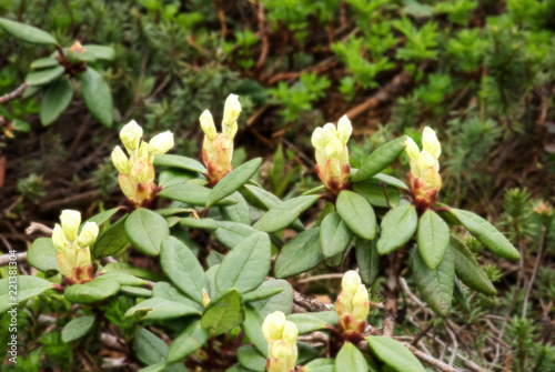 北海道、旭岳に咲く高山植物の花