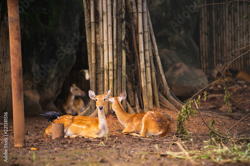 Eld's Deer lying on the ground in Dusit zoo, Bangkok, Thailand. photo