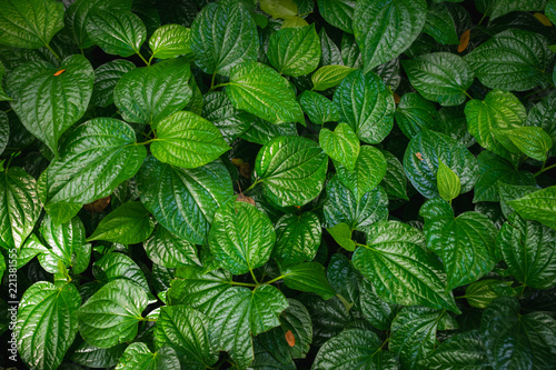 Tableau sur toile Wild betel leafbush background
