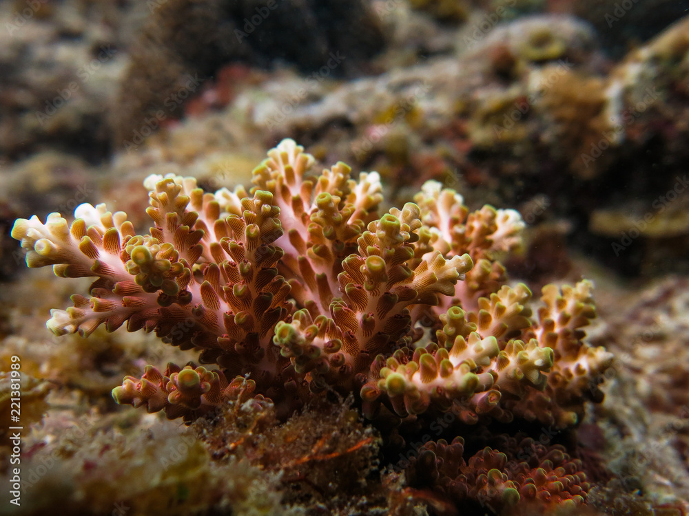 Hard coral (acropora sp.) found at coral reef area at Tioman island Hard coral (acropora sp.) found at coral reef area at Tioman island