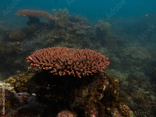 Hard coral (acropora sp.) found at coral reef area at Tioman island