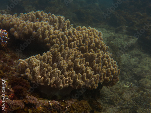 Beautiful coral found at coral reef area at TIoman island