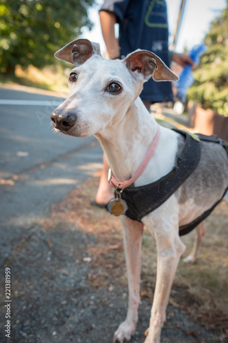 A small italian greyhound on a leash out for a walk