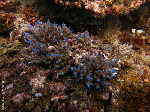 Hard coral  acropora sp.  found at coral reef area at Tioman island