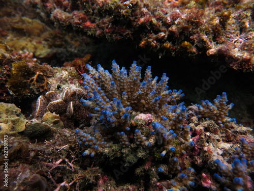 Hard coral (acropora sp.) found at coral reef area at Tioman island