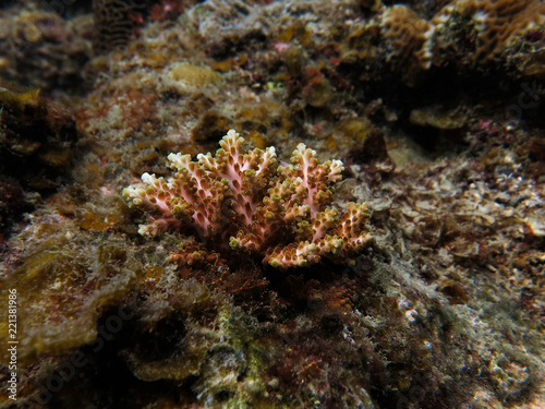 Hard coral (acropora sp.) found at coral reef area at Tioman island